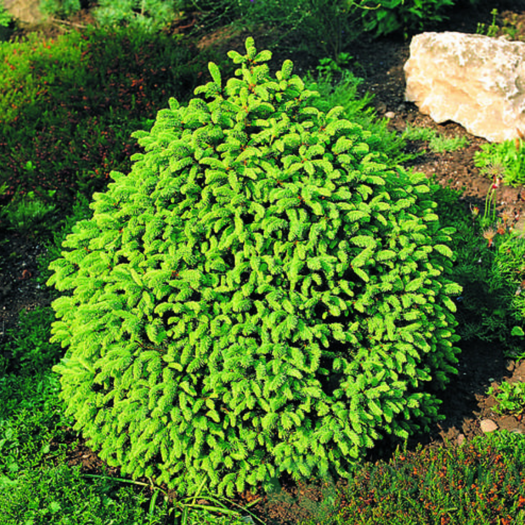 Picea abies. Ель Picea Abies compacta. Ель обыкновенная (Picea Abies tompa) p9. Picea Abies (ель обыкновенная) 'Ohlendorffii'. Ель обыкновенная компакта Picea Abies compacta.