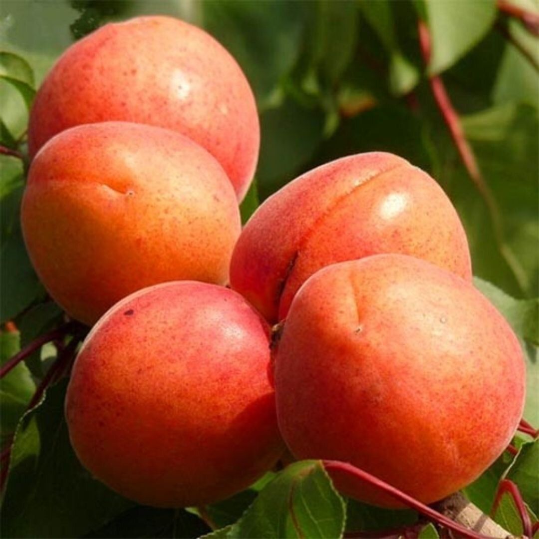 Сорт абрикоса ЦУНАМИ