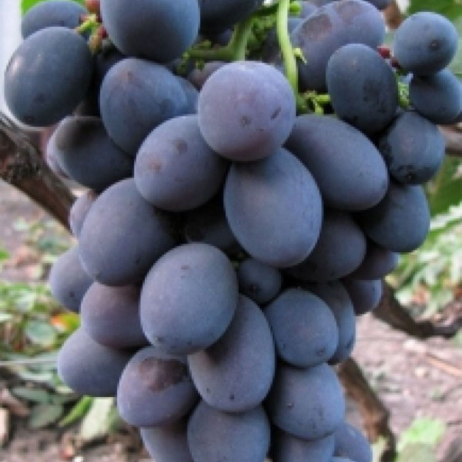 Сорт винограда фуршетный