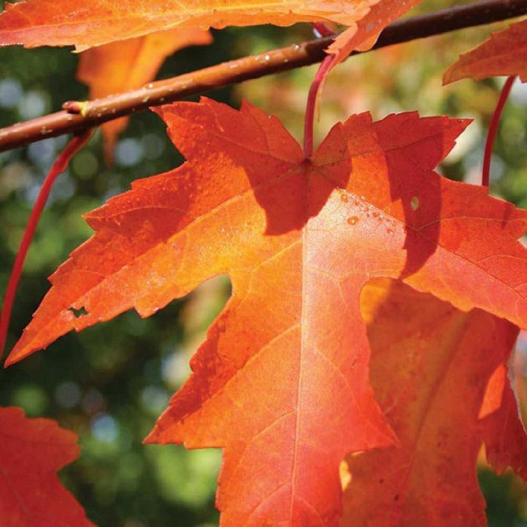 Autumn blaze maple pros and cons