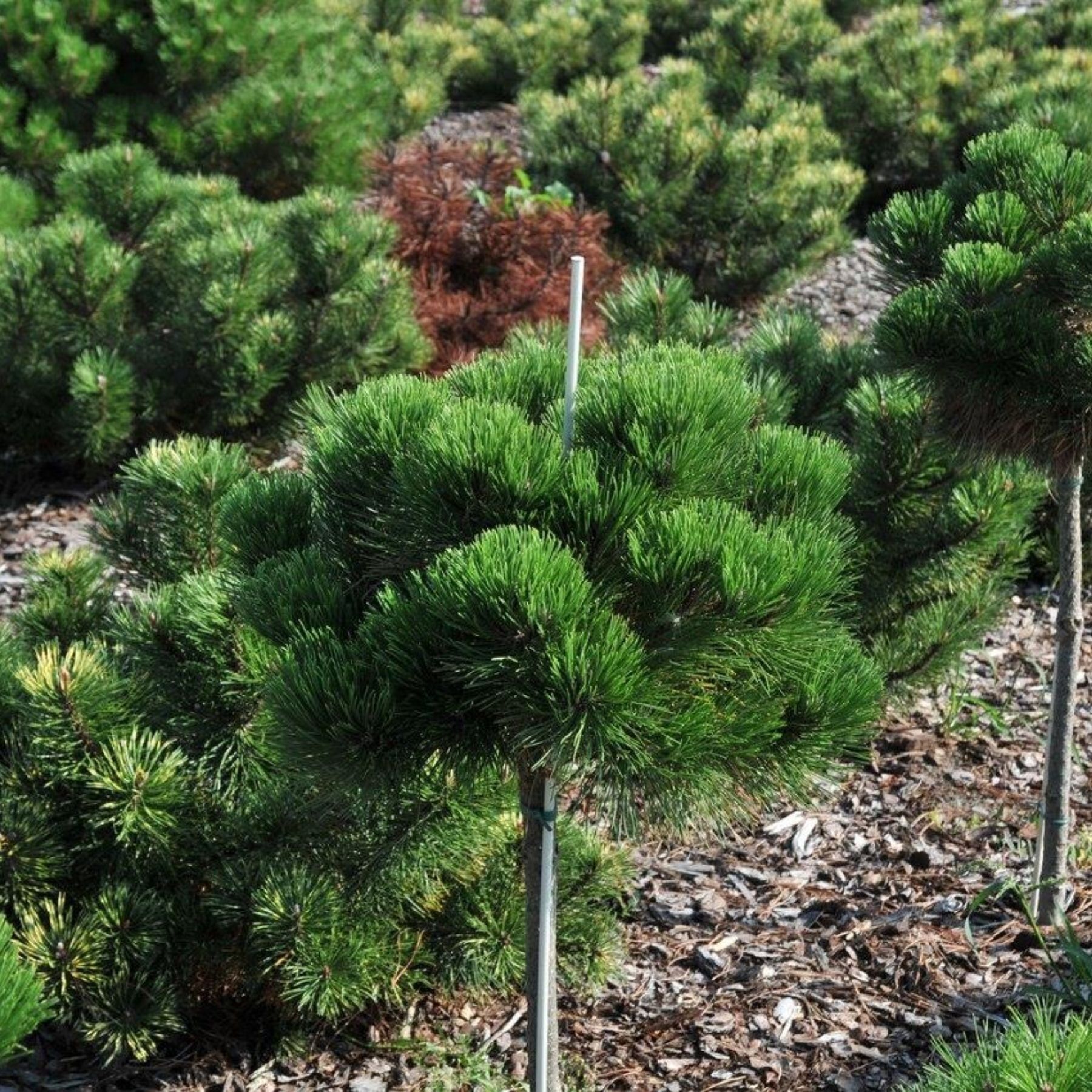 Pinus. Сосна Гельдрейха малинки. Pirin сосна Гельдрейха. Сосна белокорая Сателлит. Сосна Гельдрейха Satellit.