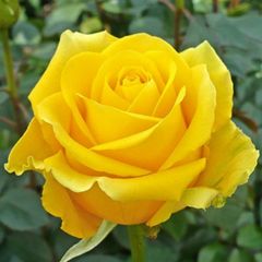 Троянди Чайно-Гібридні Преміум
