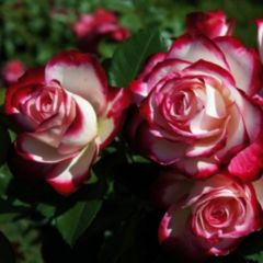 Троянди Флорібунда Преміум
