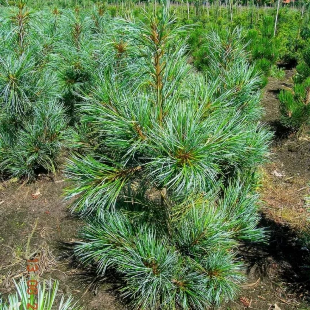 Кедр Дальневосточный (Pinus koraiensis)