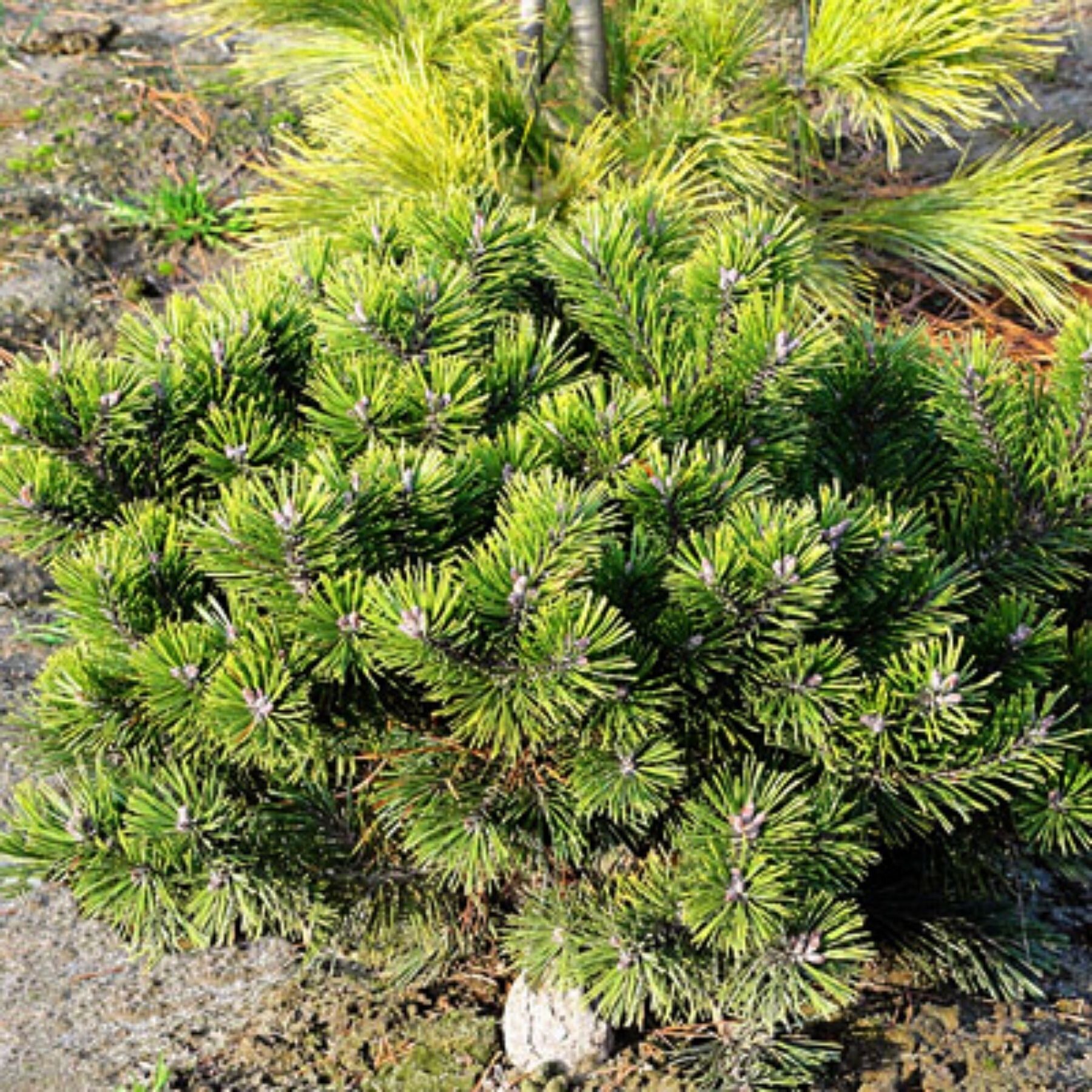 Pinus mugo Коболд