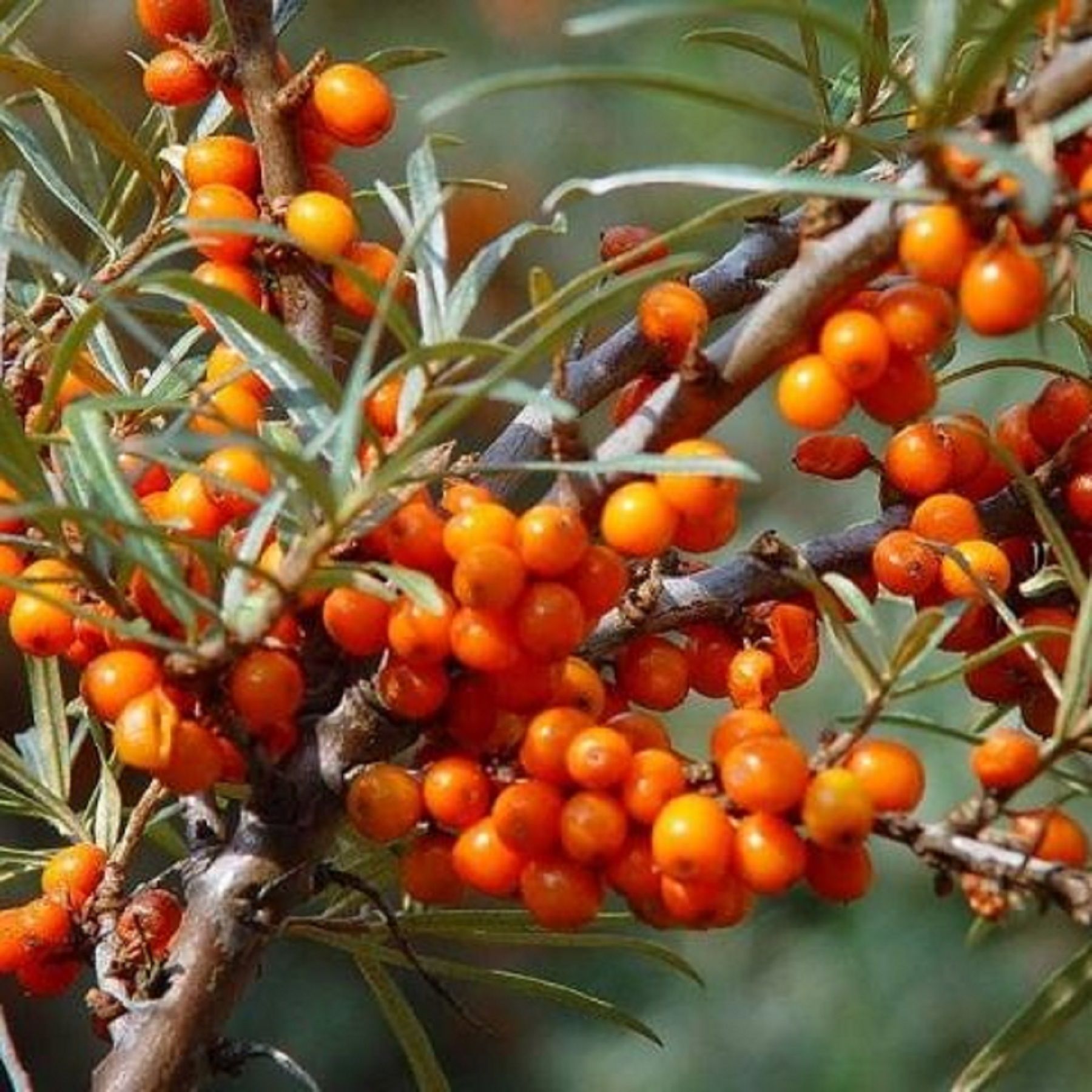 Облепиха фото. Облепиха Hippophae. Облепиха бесшипная. Облепиха Алтайская. Облепиха Hippóphaë Алтайская.