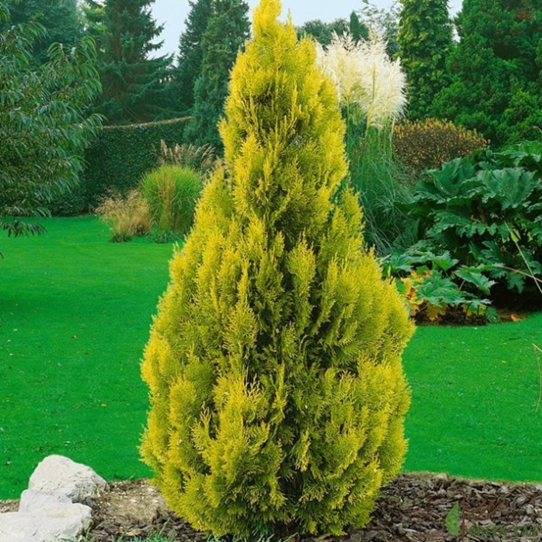 Thuja occidentalis golden. Туя Западная Голд СМАРГД. Туя Golden Smaragd. Туя Западная Golden Smaragd Голден Смарагд. Туя Западная Санкист.