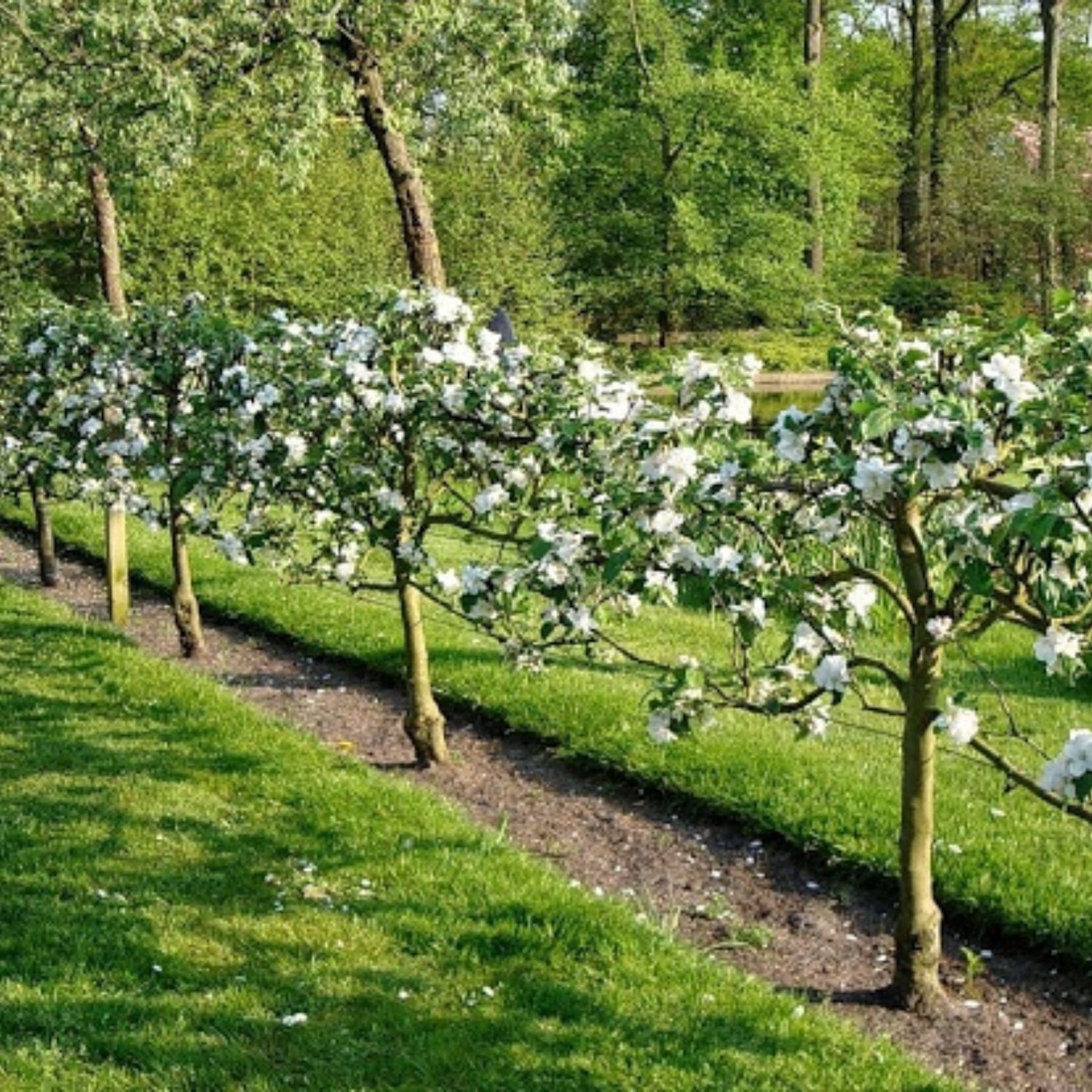 В саду посадили 96 яблонь. Шпалерная формировка яблонь. Пальметта яблоня. Черешня формировкой Пальметта. Пальметта деревья плодовые.