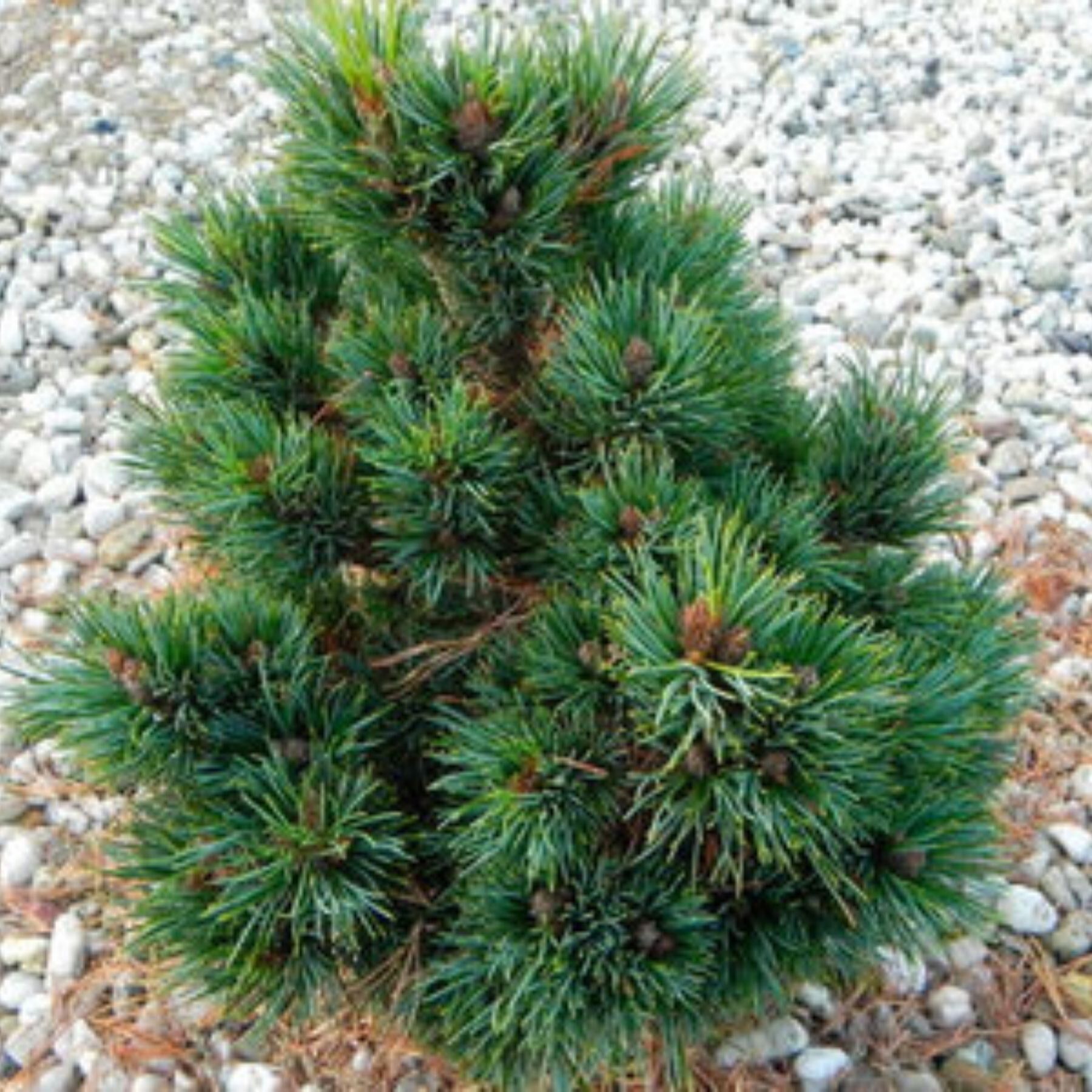 Сосна Кедровая (Pinus Cembra ‘Ortler