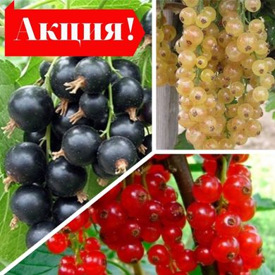 Набор саженцев Смородины в горшке Черной+Красной+Белой (3 шт, 0,7 л)
