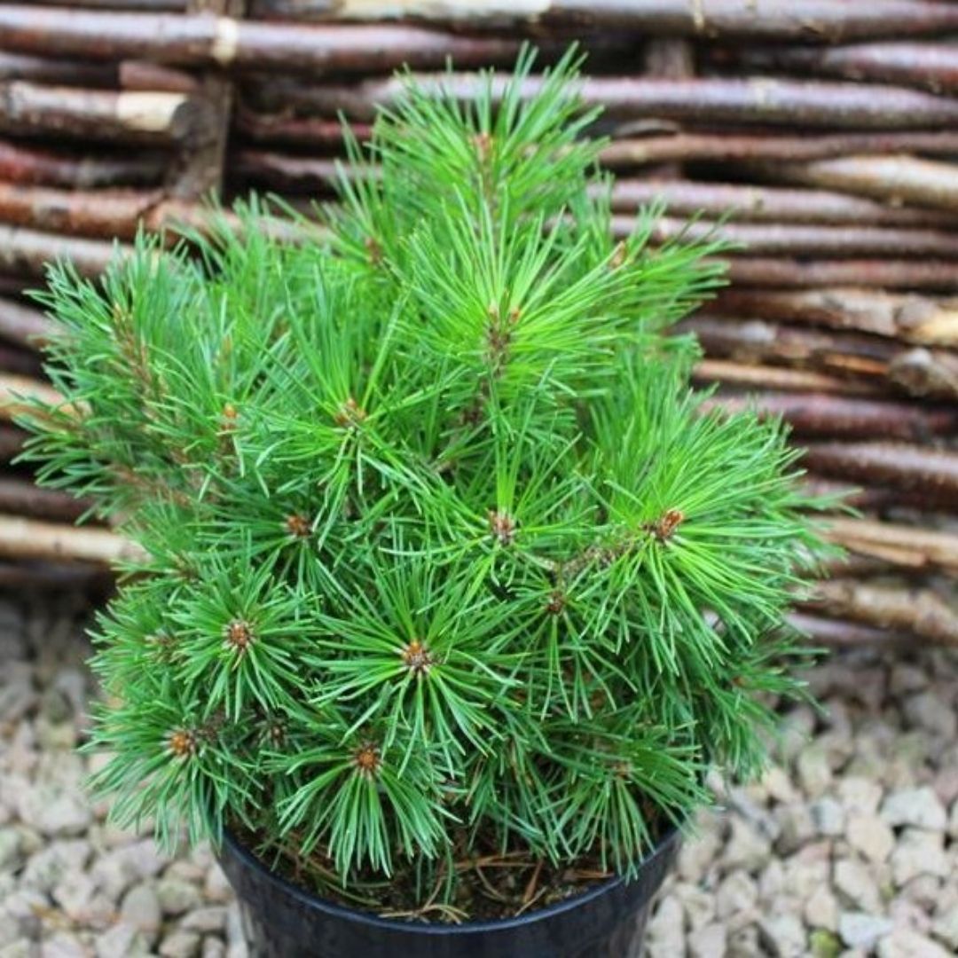 Pinus mugo dom