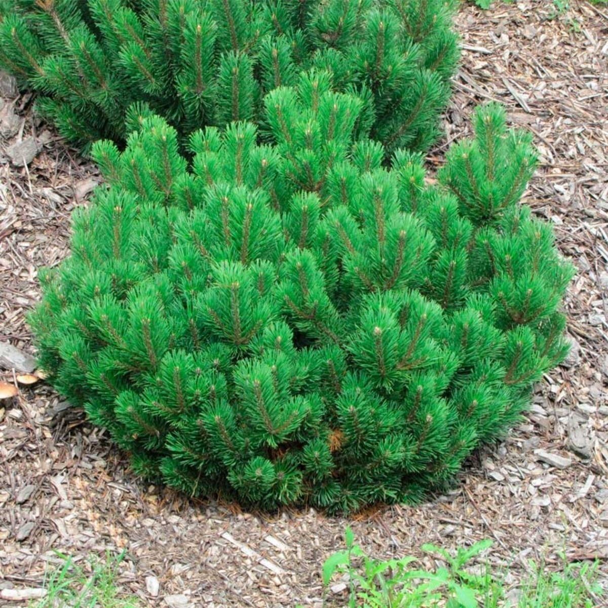 Pinus pumilio