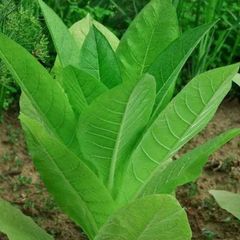 Семена Табака