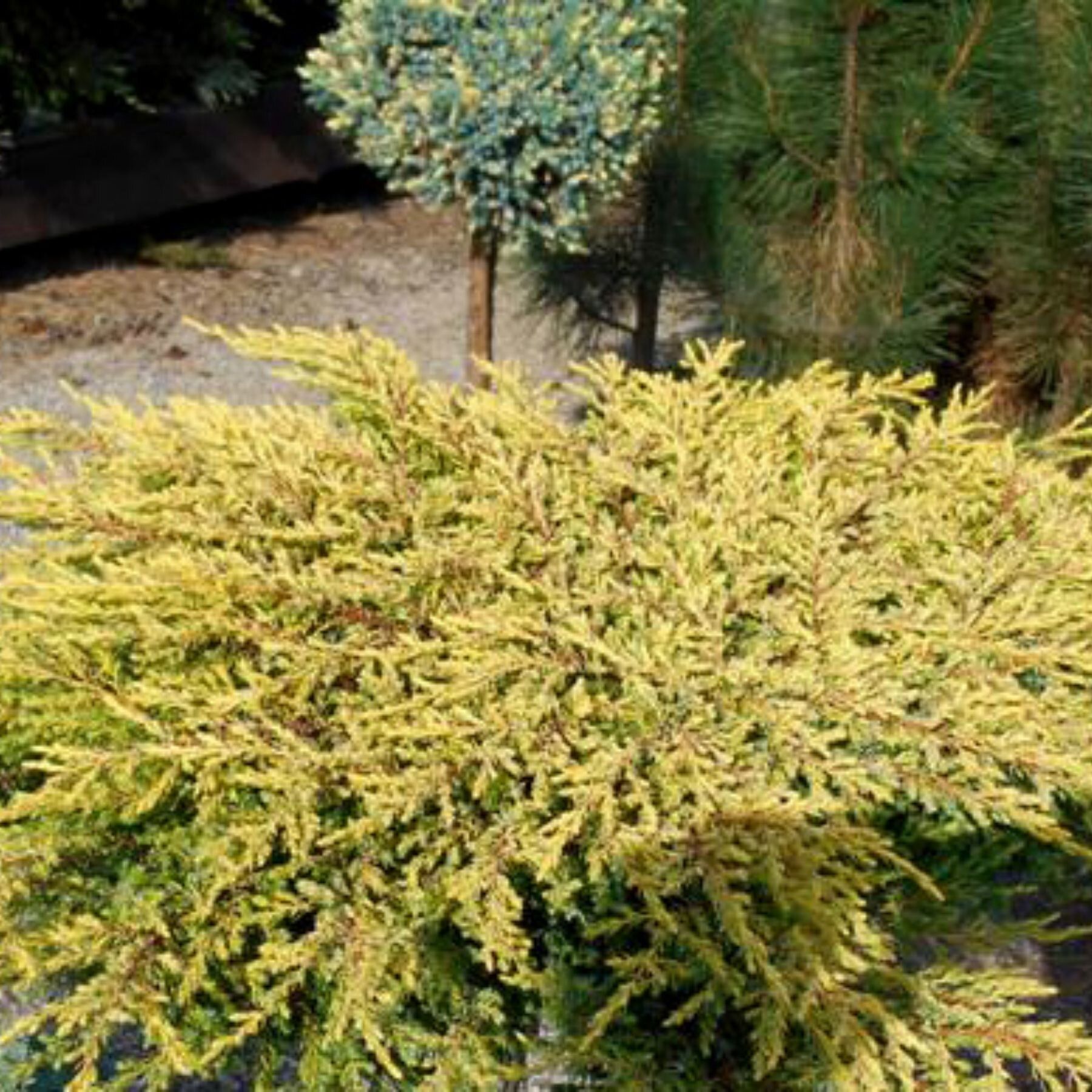 Juniperus communis Goldschatz можжевельник