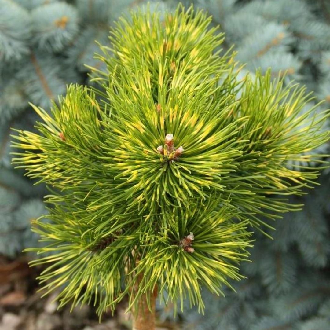 Pinus mugo Sunshine pa