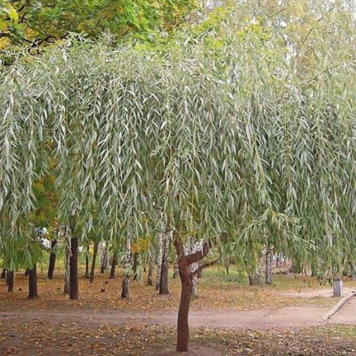 Дерево похожее на иву. Ива белая (Salix Alba). Ива белая (Sálix Álba). Ива белая Тристис. Ива Salix Alba vitellina pendula.