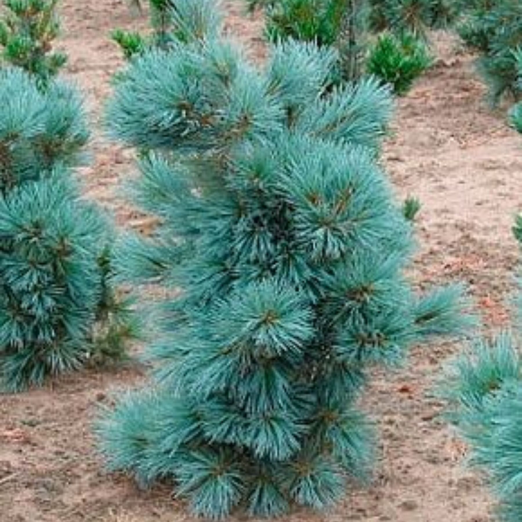 Сосна мягкая Цесарини Блю Pinus flexilis Cesarini Blue