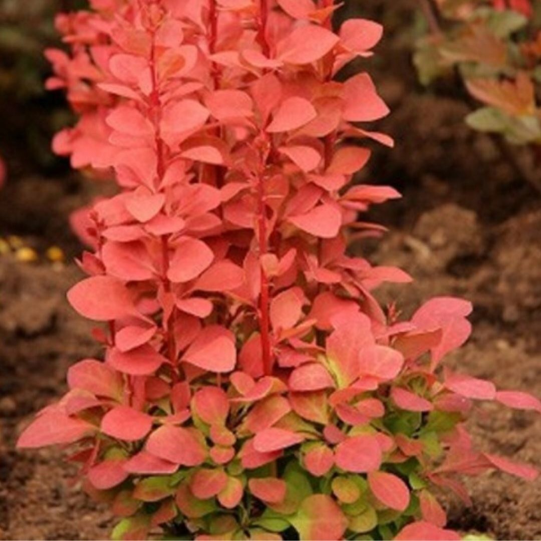 Berberis thunbergii Florence