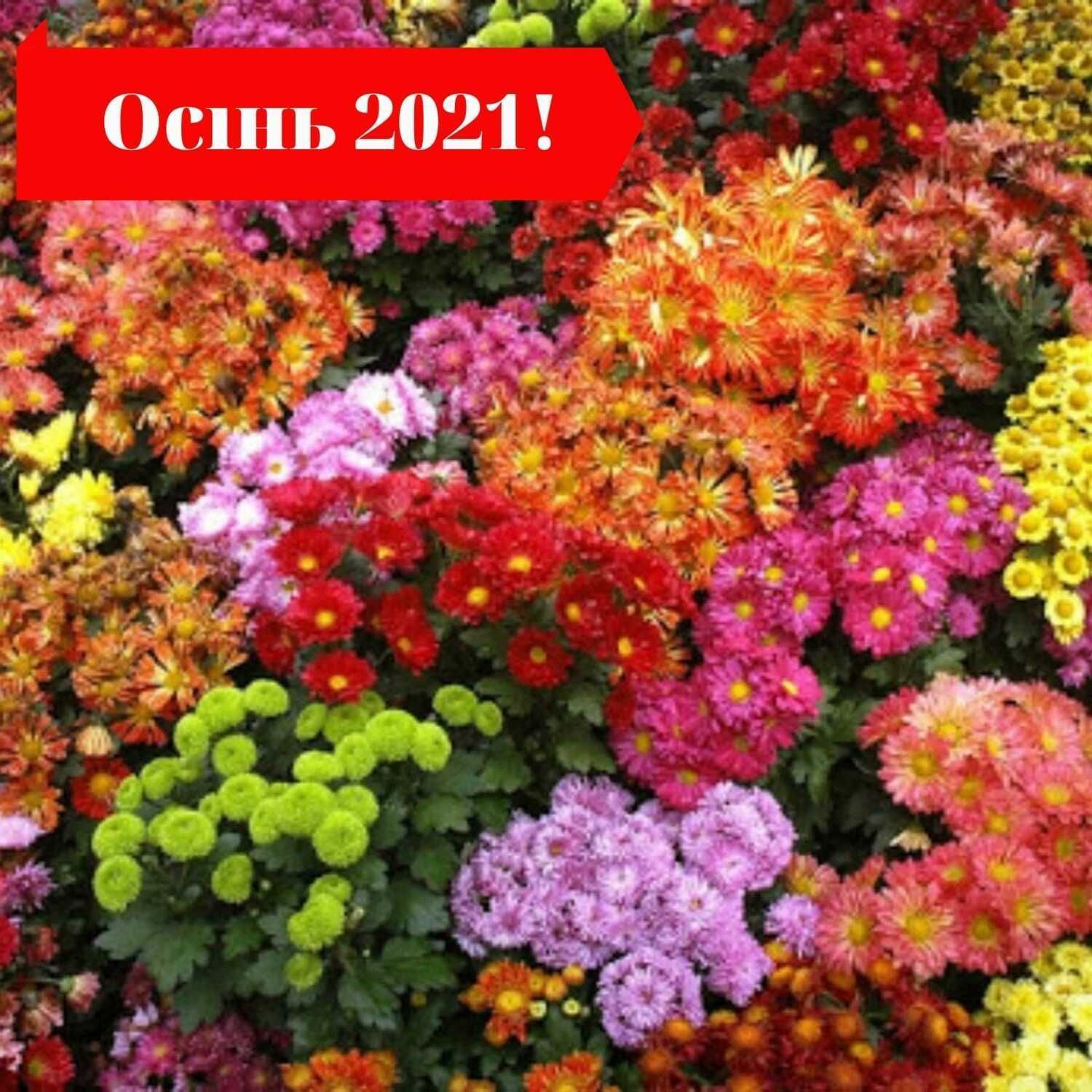 Однолетние цветы осенью. Однолетние цветы осенью. Однолетние цветы осенью. Рудбекия волосистая. Петуния, настурция, бархатцы.