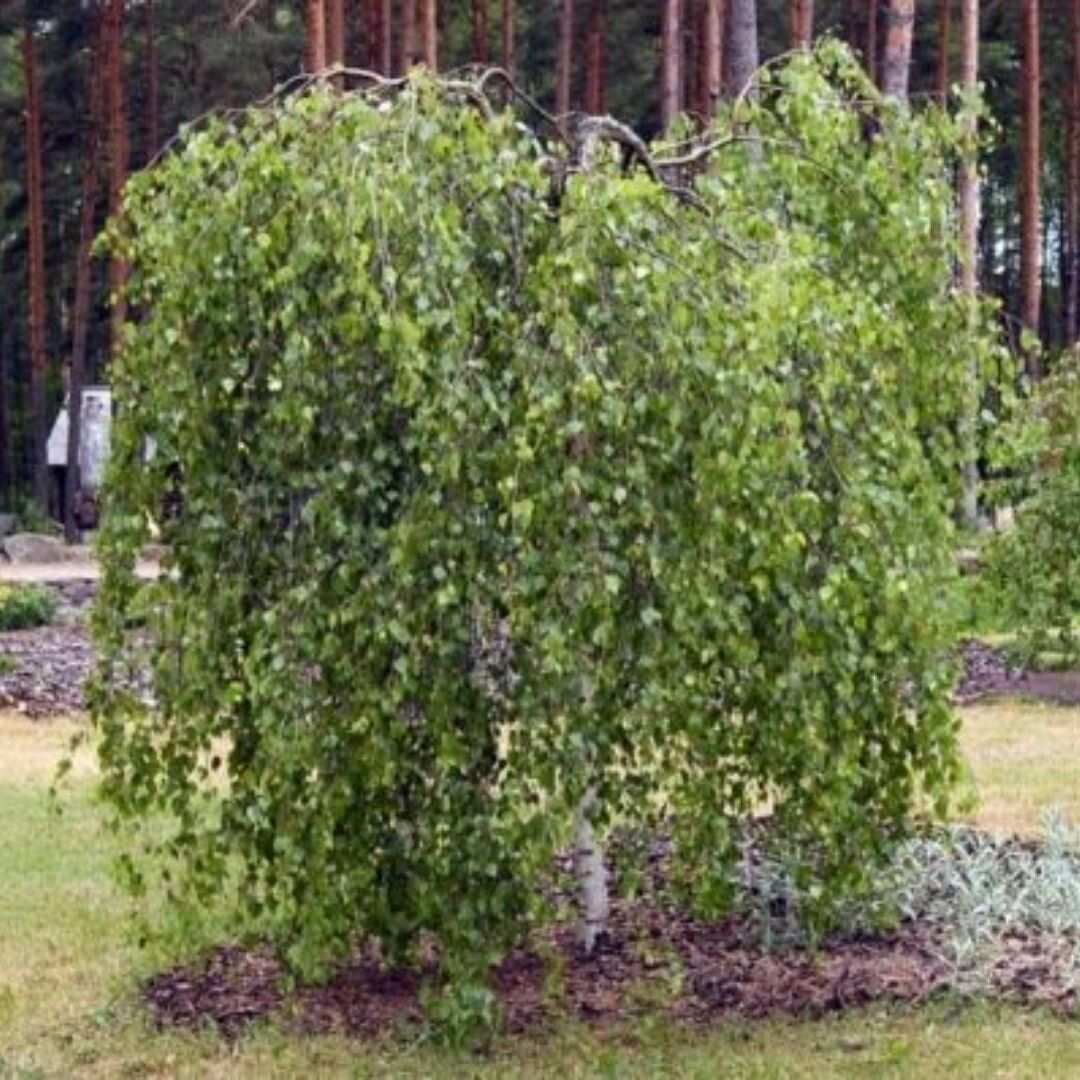 Береза юнги. Береза повислая Юнги. Береза повислая Юнги Betula pendula Youngii. Береза «Юнги» (Youngii).. Береза карликовая повислая.