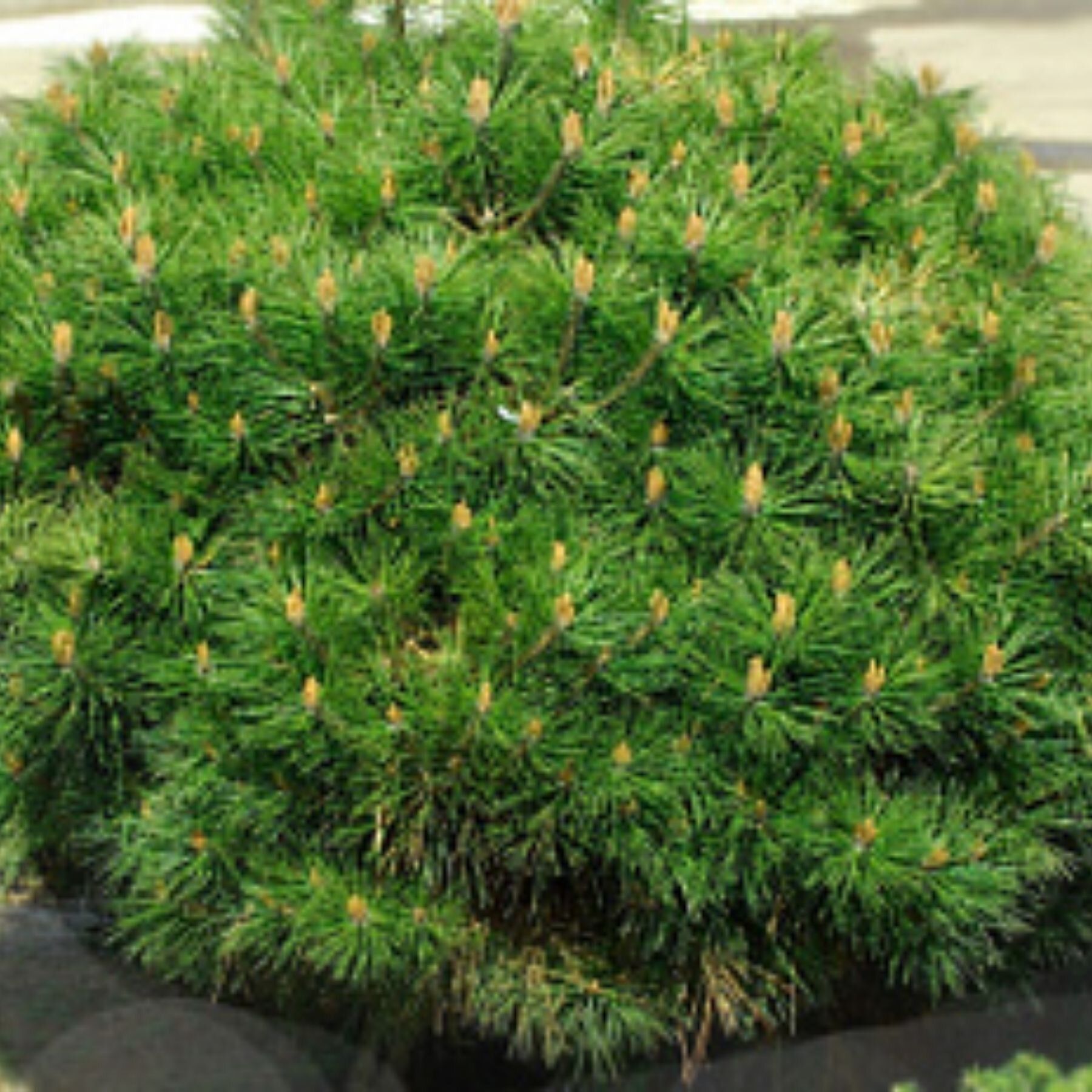 Pinus nigra globosa